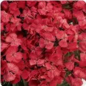 Sweet Wiliam Dianthus Sweet Coral F1 Hybrid Seeds - Reduced due to short date