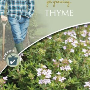 Mr Fothergills - Herb - David Domoney Thyme - 1000 Seeds