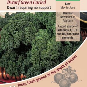 Kings Seeds Kale Dwarf Green Curled 425 Seeds