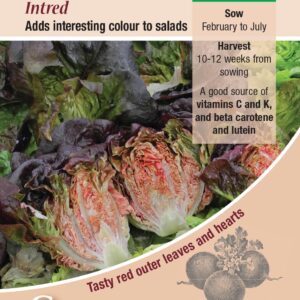 Kings Seeds Lettuce Intred 200 Seeds