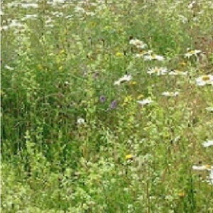 Wild Flower Economy Meadow Mixture Long Season Seeds