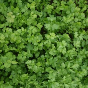 Herb Coriander Calypso Seeds