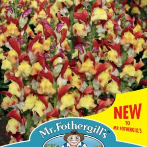 Mr Fothergills - Flower - Antirrhinum - Mango Twist - 750 Seeds