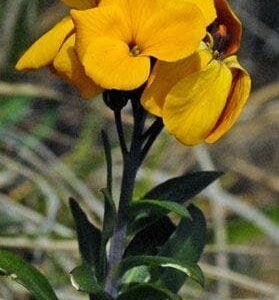 Wild Flower Wild Wallflower Erysimum cheiri Seeds