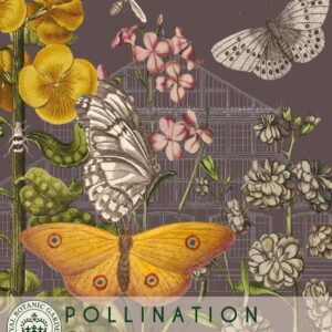 Thompson & Morgan Kew Pollinators Flower Erysimum - 400 Seeds