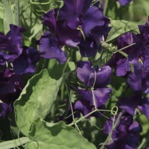 Sweet Pea Spencer Blue Velvet Seeds