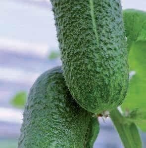 Gherkin Adam F1 Hybrid Seeds