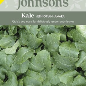 Johnson Seeds - Vegetable - Kale Ethiopian Amara - 500 Seeds
