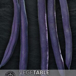 Thompson & Morgan Kew Vegetable Dwarf Bean Purple Teepee - 200 Seeds