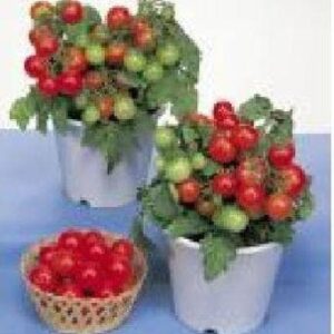 Tomato Red Robin Seeds