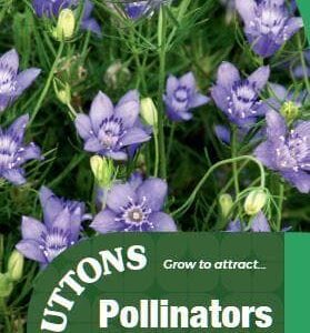 Sutton Seeds - Love-in-a-Mist Seeds - Blue Stars