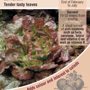 Kings Seeds  Lettuce Cervanek Seeds