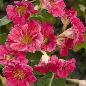 Nasturtium Cherry Rose Jewel Seeds