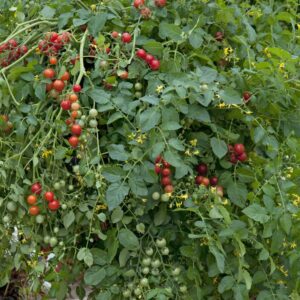 Tomato Micro Cherry Seeds
