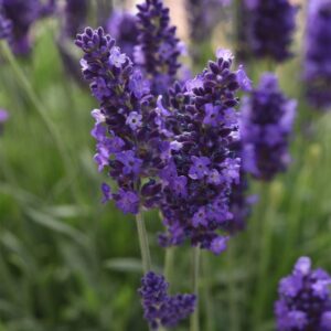 Lavender Blue Spear Seeds
