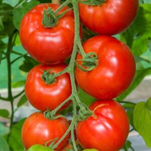Tomato Red Bodyguard F1 Hybrid Seeds