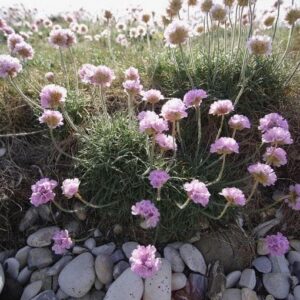 Wild Flower Thrift Armeria maritima Seeds
