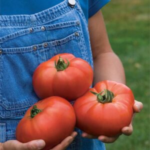 Tomato Porterhouse Seeds