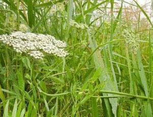 Wild Flower Milk Parsley Thyselium palustre Seeds