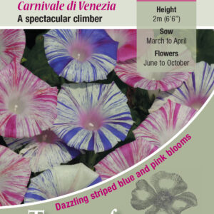 Kings Seeds Ipomoea purpurea Carnevale Di Venezia 45 Seed