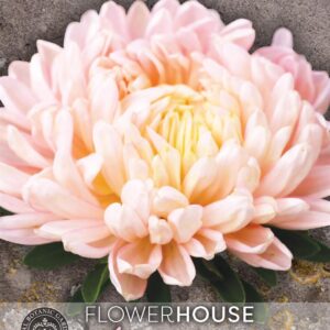 Thompson & Morgan Kew Flower Callistephus Classic Salmon Rose - 250 Seeds