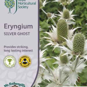 Mr Fothergills RHS Eryngium Silver Ghost 50 Seeds