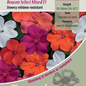 Kings Seeds Impatiens Beacon Select Mixed F1 Seeds
