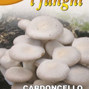FRANCHI - KING MUSHROOM - PLEUROTUS ERYNGII - 100G