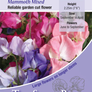Kings Seeds Sweet Pea Mammoth 35 Seed