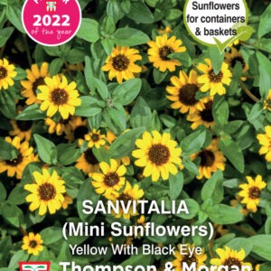 Thompson & Morgan  Flower Sanvitalia procumbens Yellow With Black Eye - 50 Seeds