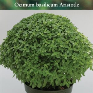 Suffolk Herbs Basil Aristotle 50 Seed