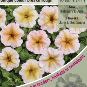Kings Seeds  Petunia Hybrida Multiflora Ingrid F1 Seeds