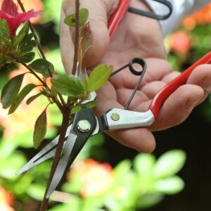 Darlac DP926 Vine Scissor Garden Grape Pruners / Light Pruning UK SHIPPING ONLY