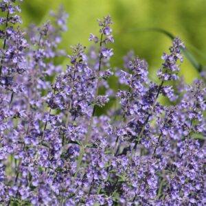 Mauve Catmint - Nepeta faassenii Blue Seeds