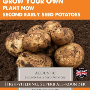 Taylors - Seed Potatoes - Acoustic - 10 Tubers - Second Early