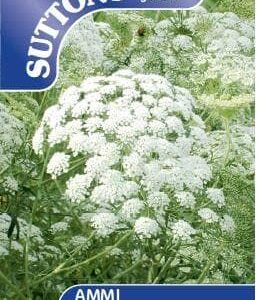Sutton Seeds - Ammi majus Seed - Snowflake