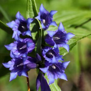 Gentiana asclepiadea Seeds