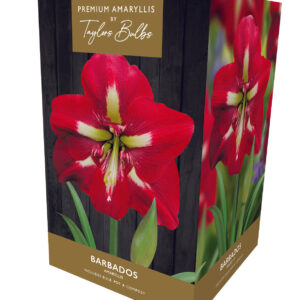 Taylors Amaryllis Bulb Gift Pack Barbados - Red Flowers with white throat