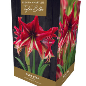 Taylors Amaryllis Bulb Ruby Star Gift Pack