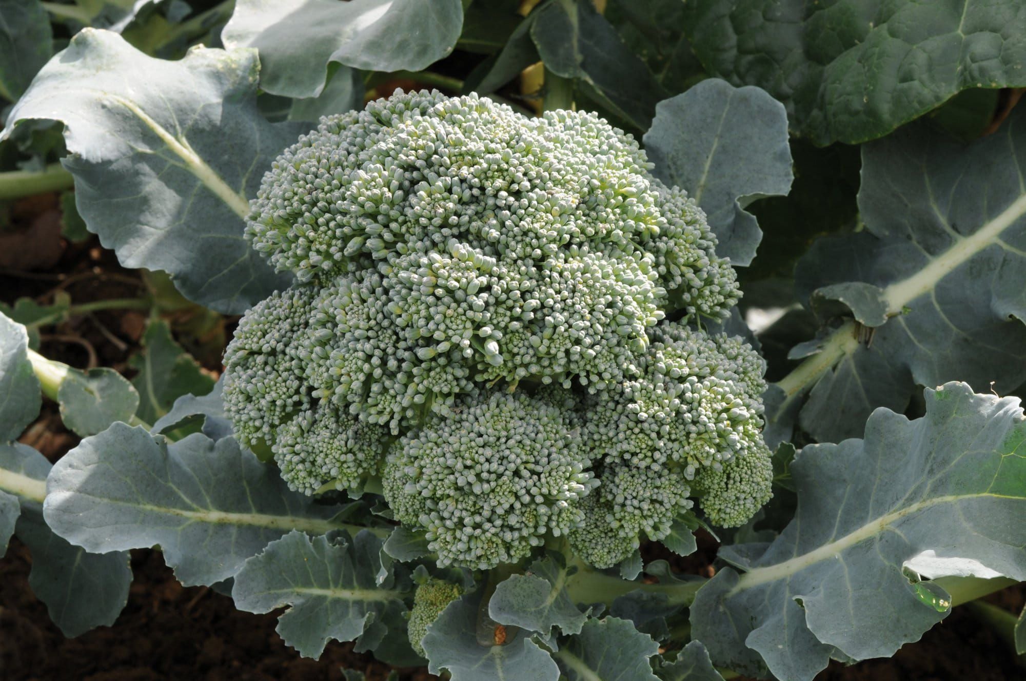 Broccoli_Marathon_comp_28a0c7ba-0a9e-4b45-a0eb-11f331403195.jpg