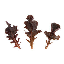 Lettuce Oakleaf Cantrell RZ Seeds