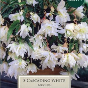 Taylors Begonia - Cascading White - 3 Tubers - Hanging Basket
