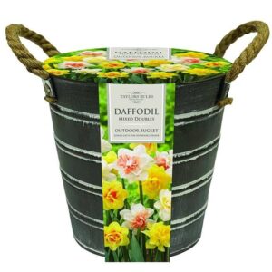 Taylors Outdoor Metal Buckets Mixed Double Daffodils