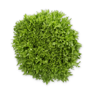 Lettuce Salanova Exframe RZ (79-IN1004) Seeds