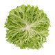 Lettuce Blond Incised Excursus RZ Seeds