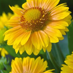 Gaillardia Grandiflora Arizona Apricot Seeds -  - Reduced due to short life