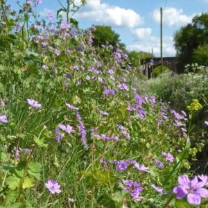 Geranium Pyrenaicum Hedgerow Crane's Bill Seeds