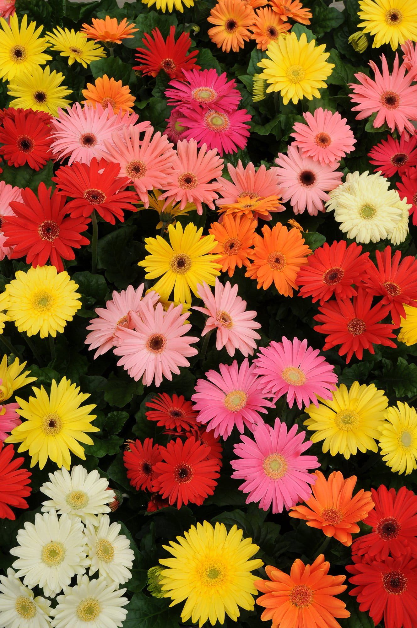 Gerbera_Revolution_Select_Mixed_02_comp_cd91cb56-814b-4940-b0ef-bf54fcfcc075.jpg