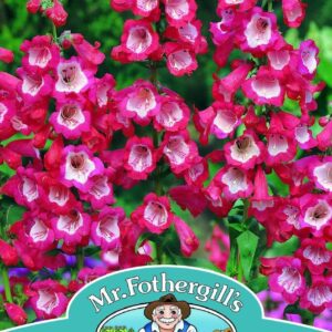 Mr Fothergills Penstemon Scarlet Queen 500 Seeds
