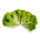 Lettuce Green Leaf Lisboa RZ  - LS11011 Seeds Lisboa